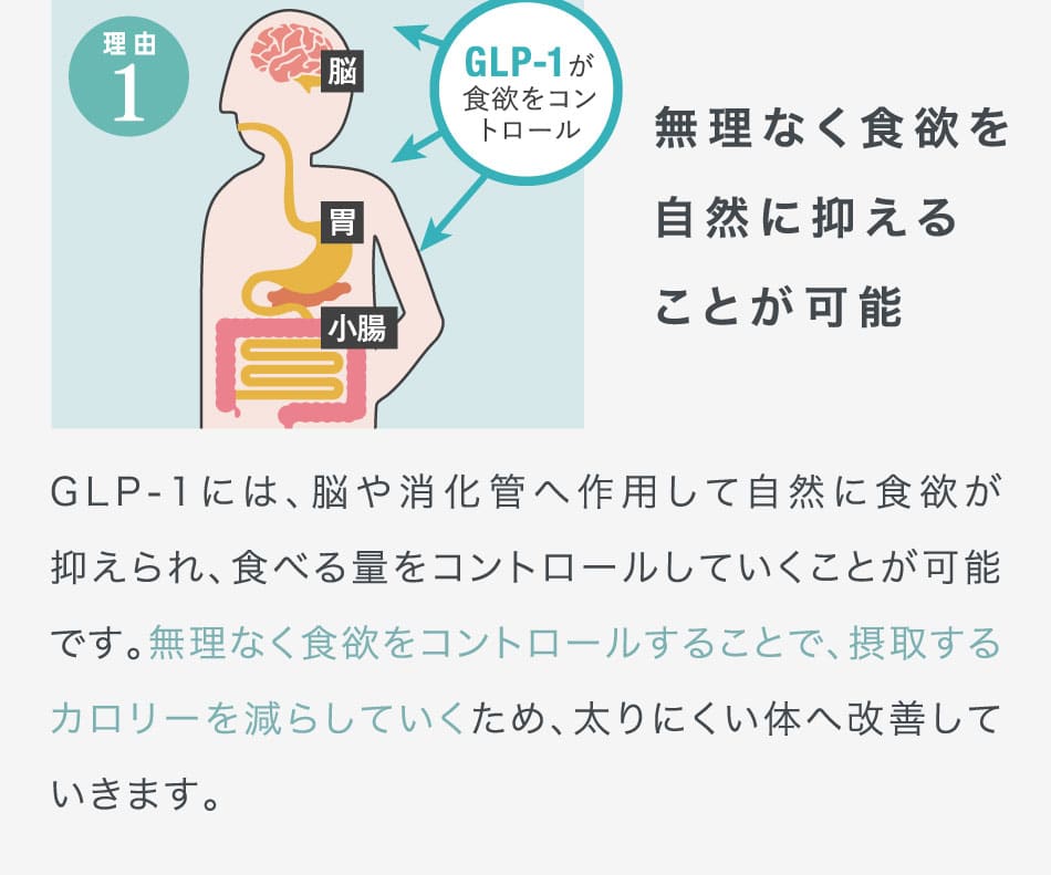 無理なく食欲を自然に抑えることが可能 GLP-1には、脳や消化管へ作用して自然に食欲が抑えられ、食べる量をコントロールしていくことが可能です。無理なく食欲をコントロールすることで、摂取するカロリーを減らしていくため、太りにくい体へ改善していきます。